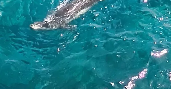 Lobo Marinho avistado esta tarde no Lido