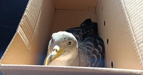 Campanhas de resgate de aves marinhas (cagarras) - voluntariado SPEA-BirdLife Madeira